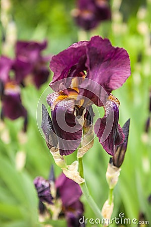 Iris, Kasatik, Cockerel. iris blooms. Closeup of Iris.Â  Stock Photo